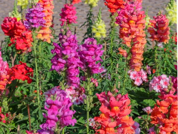snapdragon flowers 