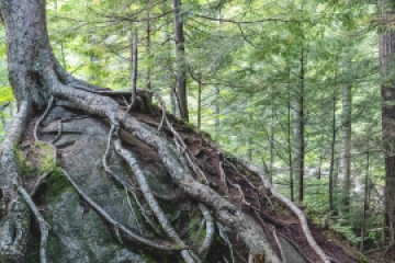 Exposed roots of a large tree