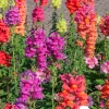 snapdragon flowers 